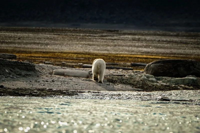 What a Polar Bear Knows That Your Leadership Coach Doesn't