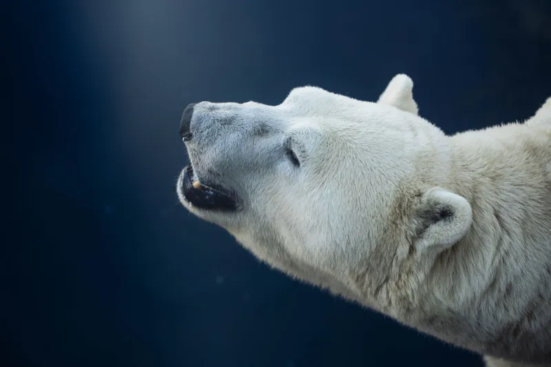 What Polar Bears Actually Teach Us About Thriving Under Pressure
